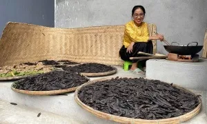 Khởi nghiệp với trái bồ kết