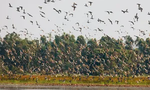 Tour ngắm chim lên đến chục nghìn USD ở Việt Nam